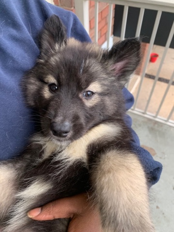 Siberian Husky – Agouti Siberian Husky Girls
