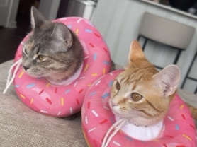 American Shorthair – Giving Away My 2 Kitties For Free – Silver Spring
