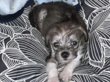 Shih Tzu – shi-poo male 6 weeks – Springfield