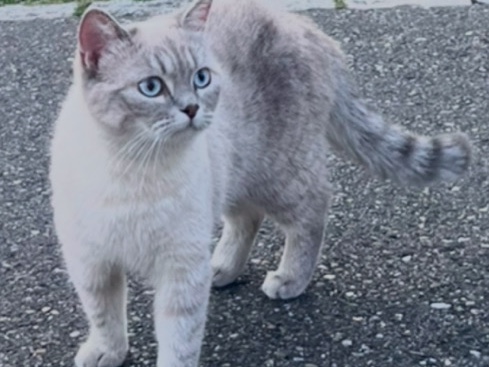 British Shorthair – chat blanc British shorthair