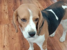 Beagle - adult beagle available for adoption  available for adoption in Hyderabad