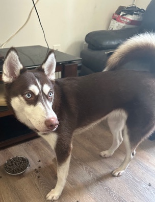 Siberian Husky – New Home for my young Husky