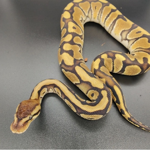 Any – Yellow Belly HGW het G Stripe Ball Python