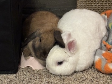 Bonded Rabbits and Supplies
