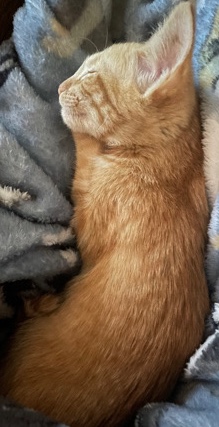 Russian White, Black and Tabby – Kitten for sale