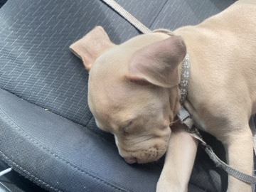 American Bulldog – Friendly American Bulldog Puppy for Sale – 6 Months Old – Berwick