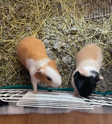 Any – Male guniea pigs for sale lovable & friendly