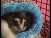 Sugar Glider – 2 sugar gliders with cage and other stuff