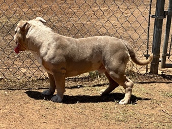 American Bulldog – sell / rehome dog