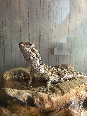 Young Bearded dragon