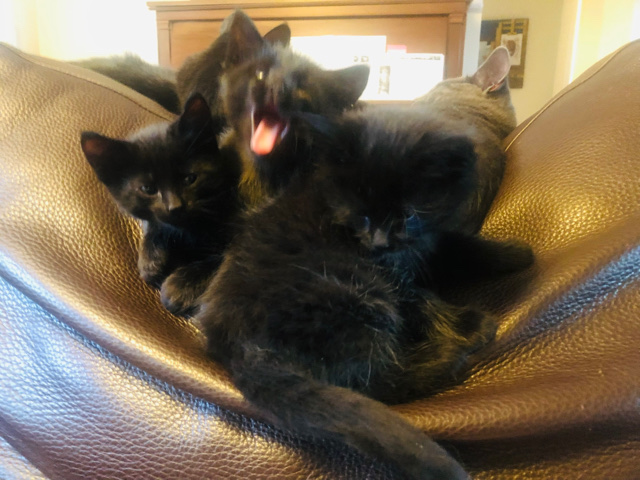 Kittens!
