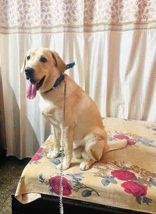 Labrador Retriever – Dog Labrador Retriver Call at +***