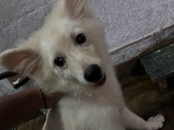 German Spitz – sell due to shifting another place.(Male) – Ranchi