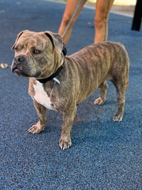 American Pit Bull Terrier – Brindle PitBull