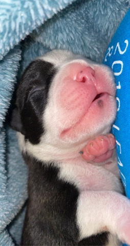 Boston Terrier – AKC Boston Terrier