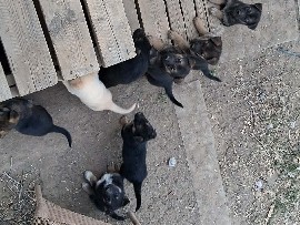 German Shepherd – German Shepard puppies – Soap Lake