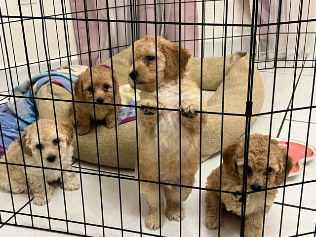 cute poodles for sale
