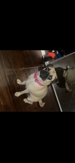 female pug for sale