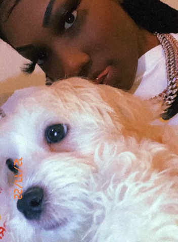 Maltese – Maltipoo