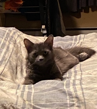 Nebelung – Nebelung Female cat around 1 years old