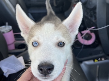 Shepsky - beautiful well mannered friendly shepsky  available for adoption in Tempe