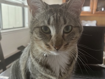American Shorthair – Sophie – Santa Clara