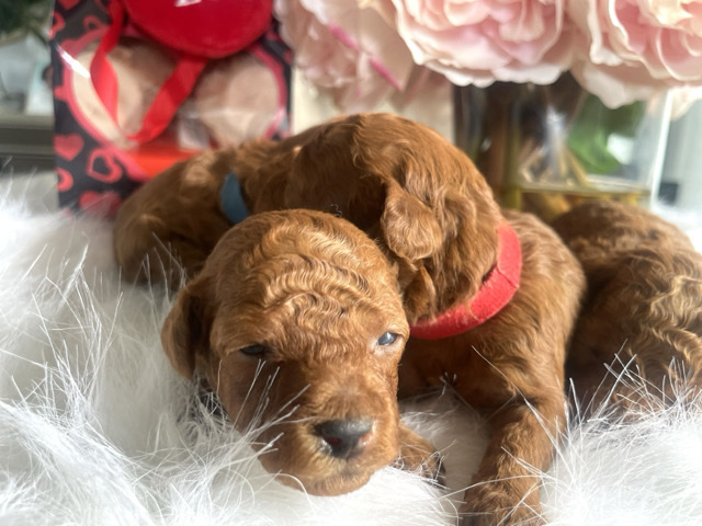 Poodle – golden doodle
