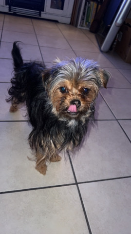 Yorkshire Terrier – Rehoming