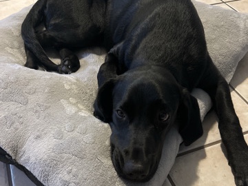 Labrador Retriever – Rehome Pet – Lake Charles