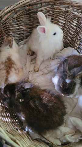 beautiful Rabbits need new homes
