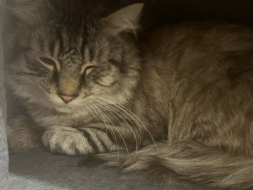 Maine Coon – Beautiful Maine **** Cat – 9 Months Old – Worcester – Worcester
