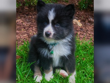 Pomsky – Pomsky Rehoming – Yulee