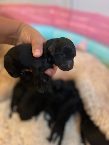 F1b labradoodles