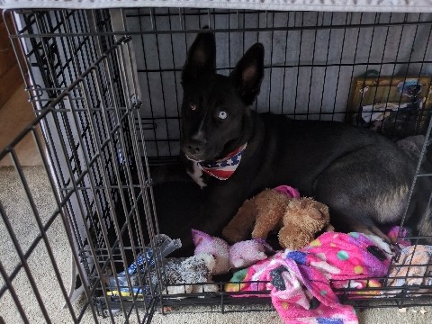 German Shepherd – Re-home my Husky/ Shepherd mix – Canby