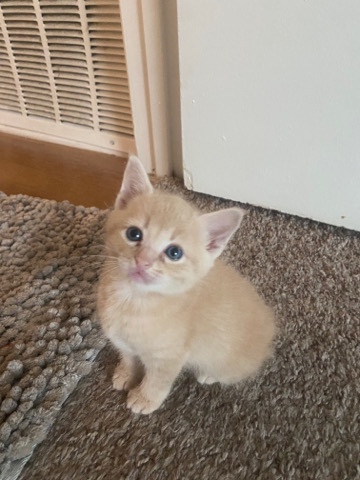 6 beautiful kittens