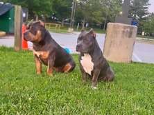 American Bulldog – American Bully Puppies – Cockeysville