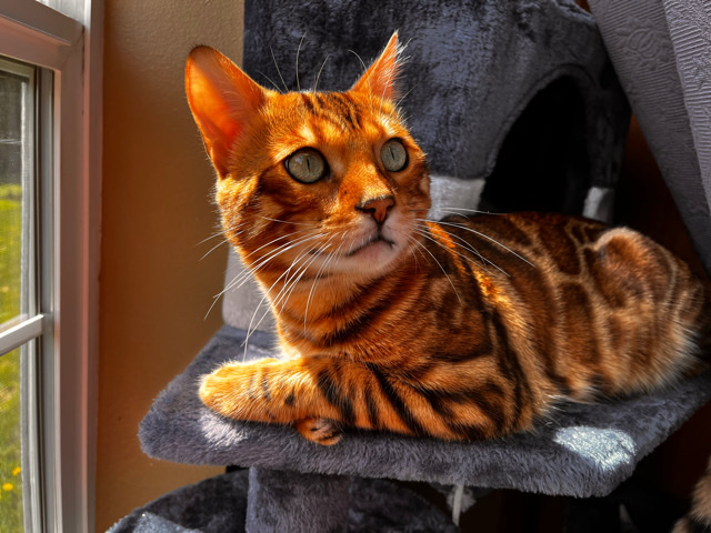 Bengal – F4 Bengal Kitten