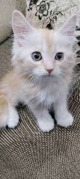Siberian cat 2months old with tiger stripes