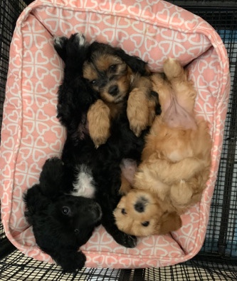 Golden Retriever – F2B Mini Goldendoodles