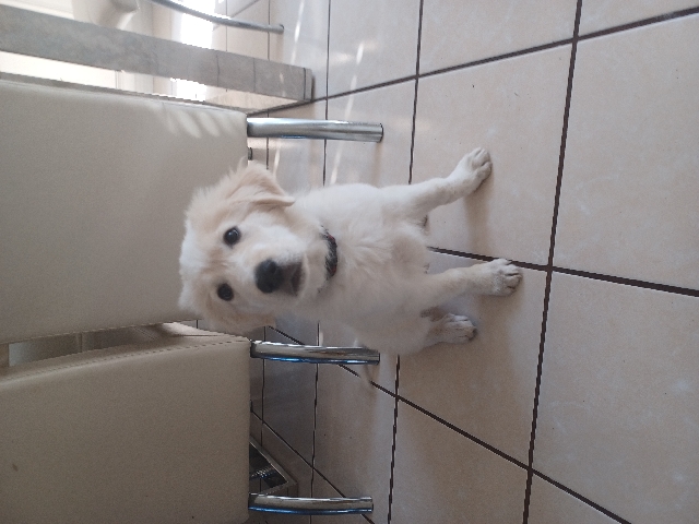 Great Pyrenees – Great Pyrenees