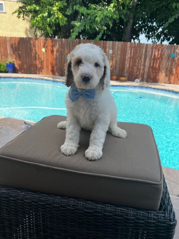 Poodle – golden doodle