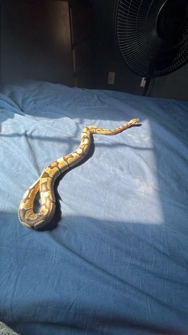 python and home