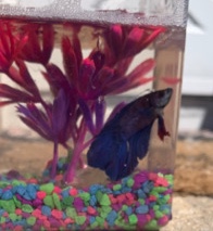 Betta – one blue beta