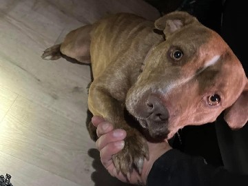 American Pit Bull Terrier – rehome Riverside CA