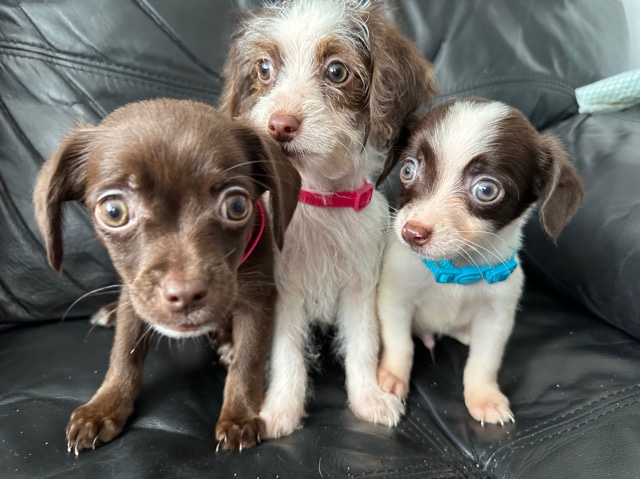 Chihuahua – Cockapoochi (Cockapoo x Chihuahua)