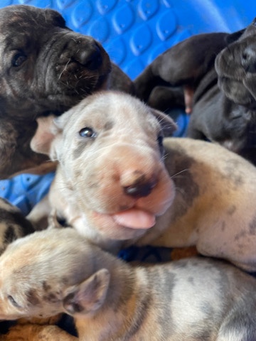 Great Dane β Great Dane Puppies