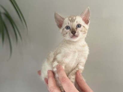 Bengal – Bengal cats