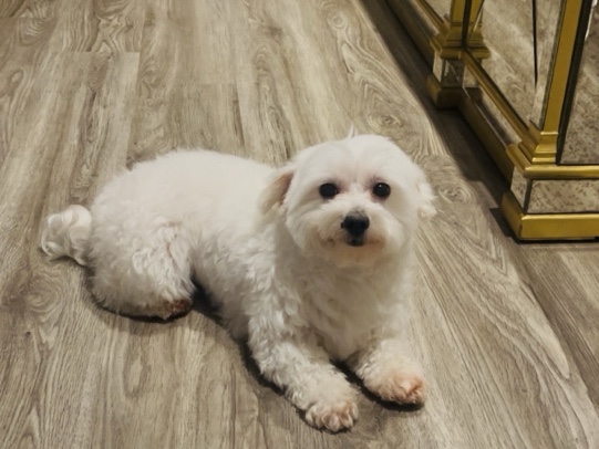 Maltese – Maltese For Sale – Abu Dhabi