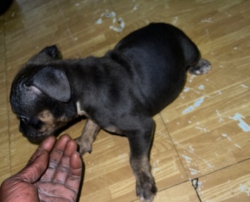 American bullies