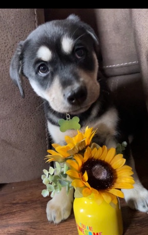 Labrador Husky – Labador Husky Mix